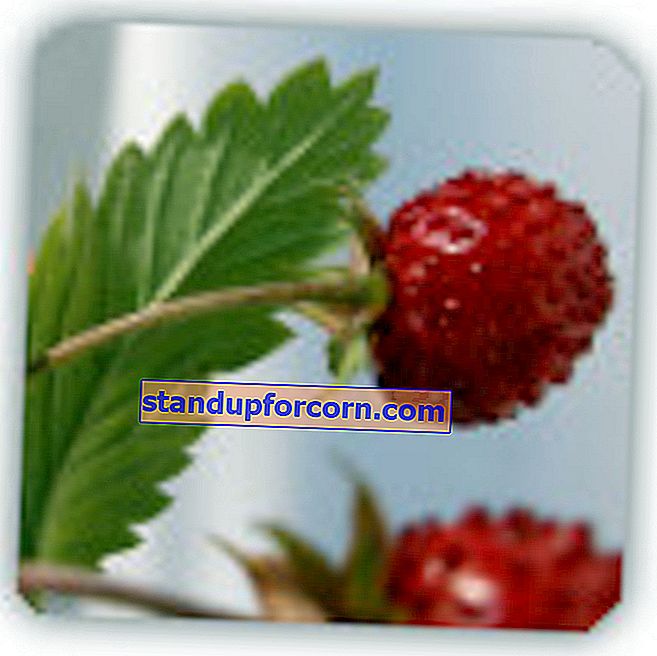 vilda jordgubbar - sorter, plantering, odling