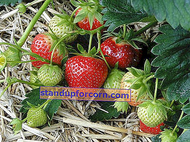 dyrking av jordbær på tomten
