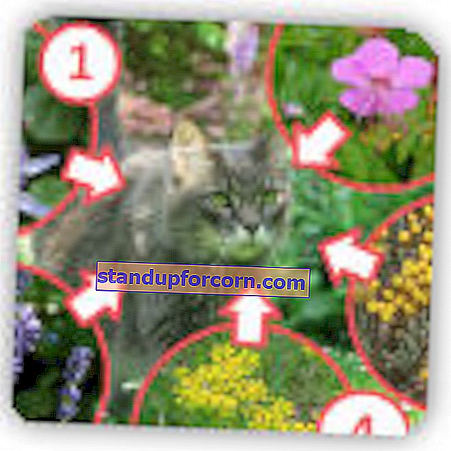 צמחים הדוחים חתולים בגינה