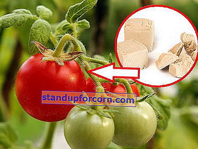 gjærsprøyting på tomater og agurker
