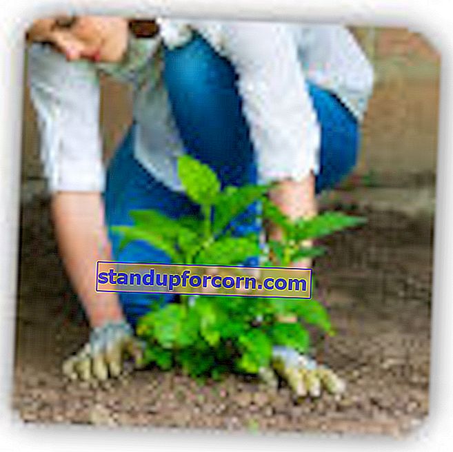 Planterar hortensior.  Hur och när man planterar hortensior?