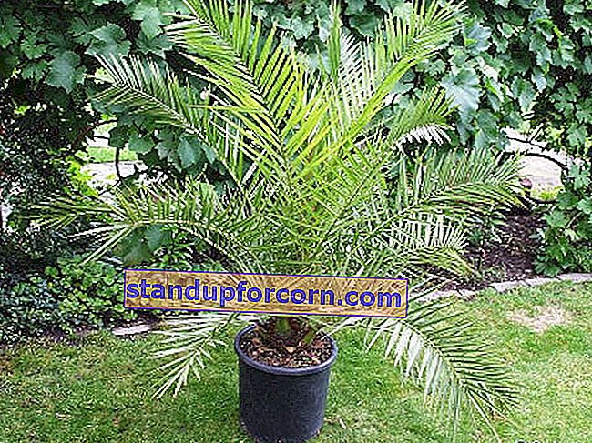 datuma palma, Kanāriju salas datuma palma