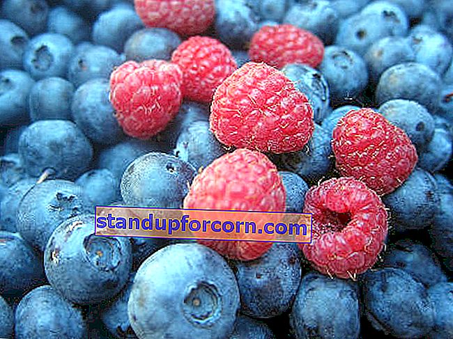Amerikanske blåbærvarianter